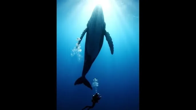 石川澪 - 深蓝星球：探索海洋深处的未知世界